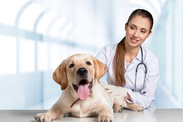 Médico fêmea com paciente cão — Fotografia de Stock