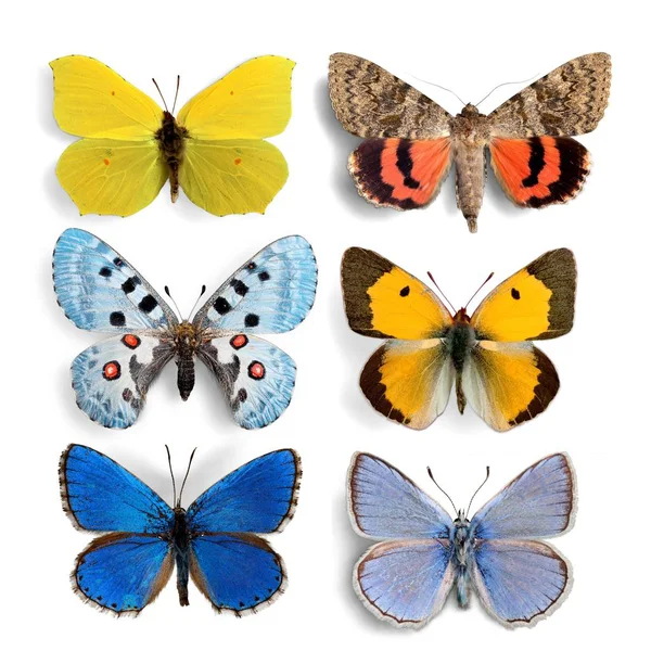 Insects Butterflies collection — Stock Photo, Image