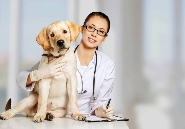 Vrouwelijke arts met hond patiënt — Stockfoto