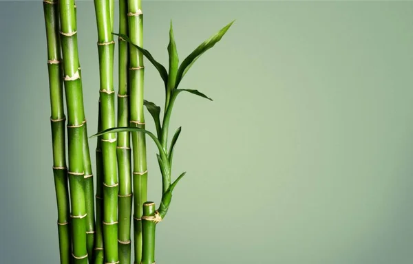 Many Bamboo Stalks Blurred Background — Stock Photo, Image