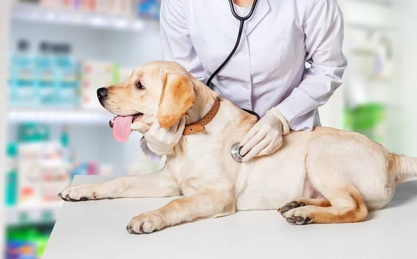 female doctor with dog patient