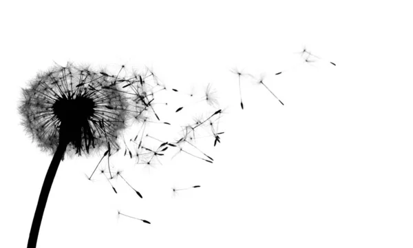 Fliegende Samen Von Löwenzahn Frühlingsblume — Stockfoto