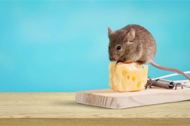 peynir ve fare ile tuzak