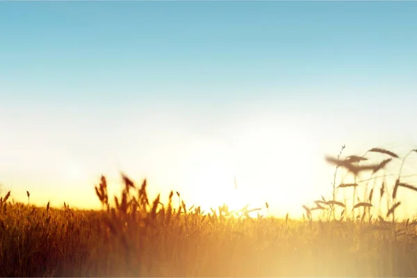 Hermoso Campo Trigo Verano Durante Amanecer — Foto de Stock