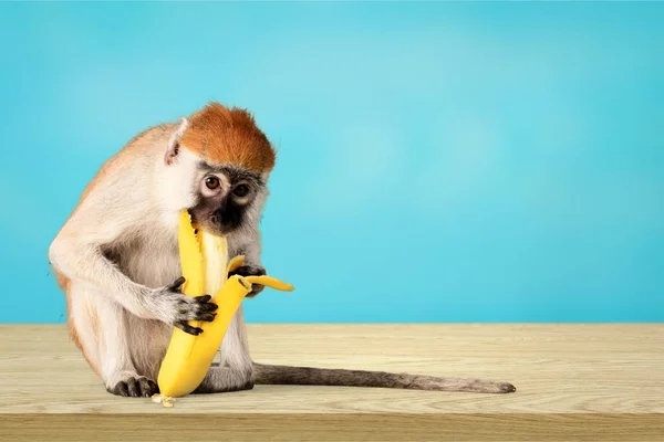 Cute Monkey Banana Niebieskim Tle — Zdjęcie stockowe