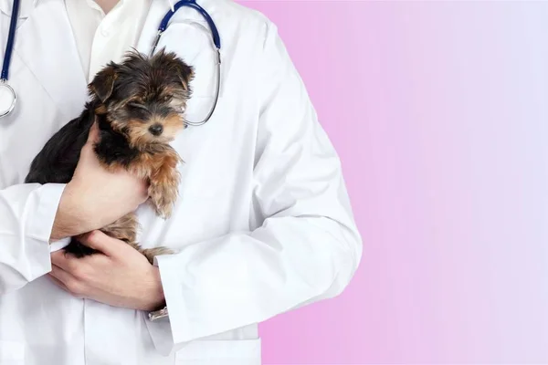 Hond Onderzocht Bij Veterinaire Arts Geïsoleerd — Stockfoto