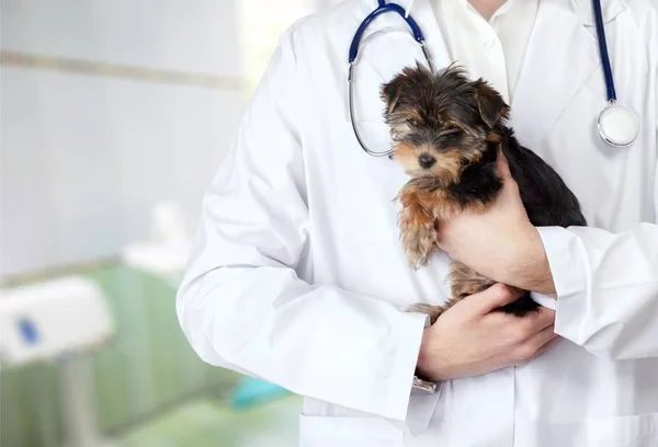 Perro Examinado Veterinario Aislado —  Fotos de Stock
