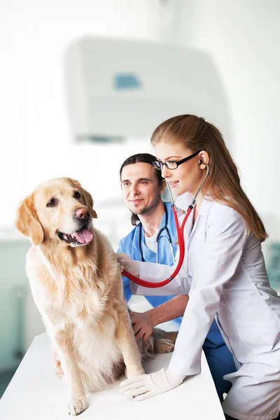 Veterinarios Examinando Lindo Perro Golden Retriever — Foto de Stock