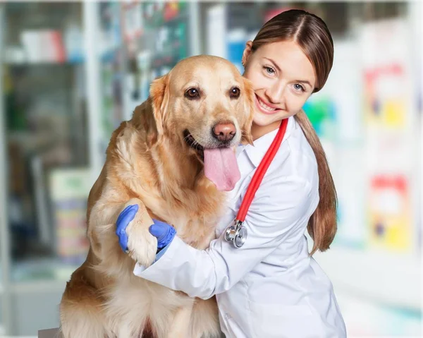 Female Young Veterinarian Dog Light Background — Stock Photo, Image
