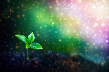 Topraktaki yeşil bitkinin yakın görüntüsü 