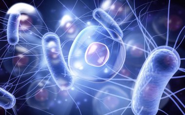 İnsan hücresi, DNA molekülü çizimi