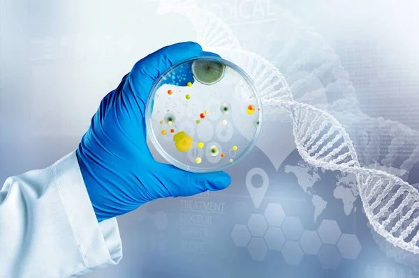 Mão Dos Cientistas Segurando Placa Petri Com Bactérias — Fotografia de Stock
