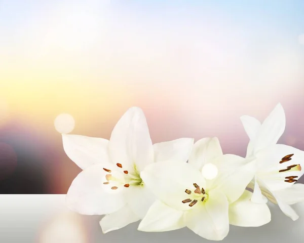 Beautiful White Lilies Flowers Background — Stock Photo, Image