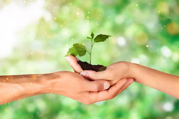 Hands Holding Plant Soil — Stock Photo, Image