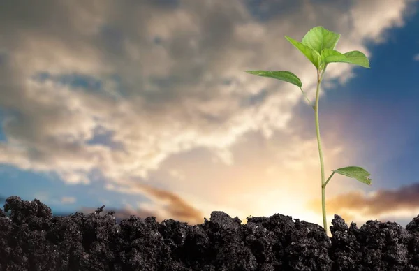 Kleine Groene Plant Groeit Uit Bodem Stapel — Stockfoto