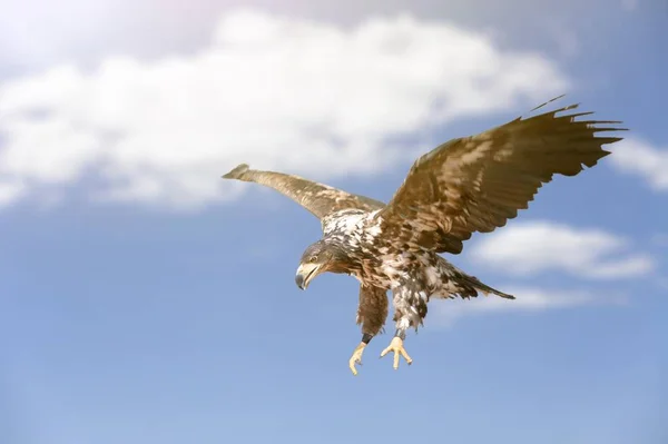 eagle bird in flight