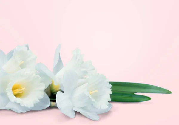 Schöne Weiße Blumen Auf Hellem Hintergrund — Stockfoto