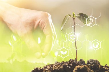 Toprak yığınından ve elden büyüyen küçük yeşil bitki