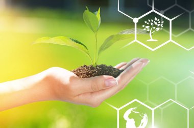 toprakta büyüyen bitki tutan el