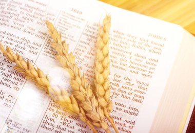 Buğday kulakları yakın çekim kitap görünümünde 