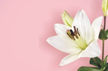 Arka planda güzel Beyaz lilyum çiçekler 