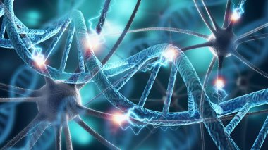 İnsan hücresi, DNA molekülü çizimi