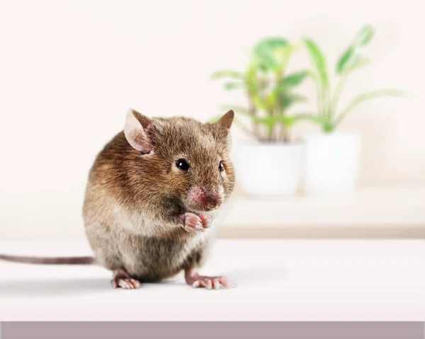 Schattig Grijs Muis Close Uitzicht — Stockfoto