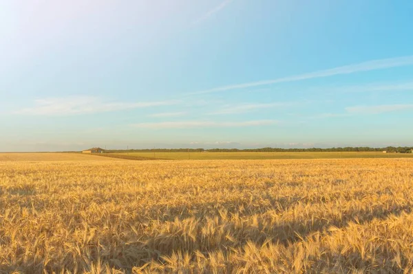 Gündoğumu Sırasında Güzel Yaz Buğday Alanı — Stok fotoğraf