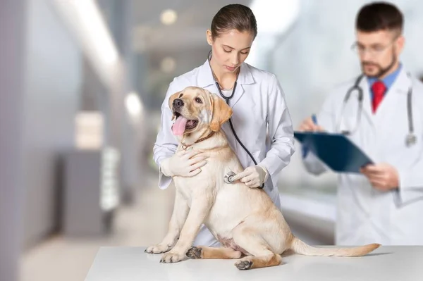 Médico fêmea com paciente cão — Fotografia de Stock