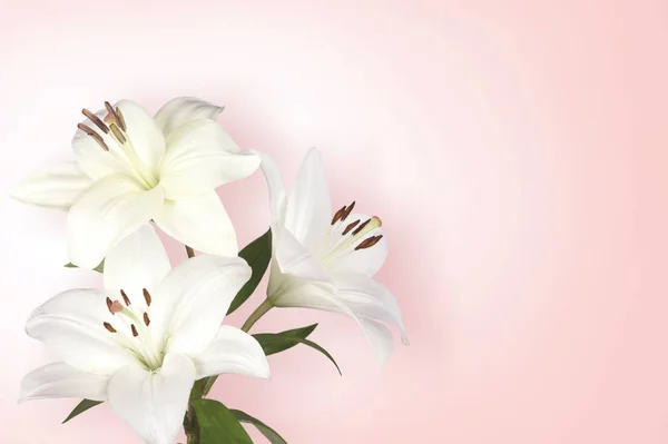 Schöne Weiße Lilien Blumen Auf Dem Hintergrund — Stockfoto
