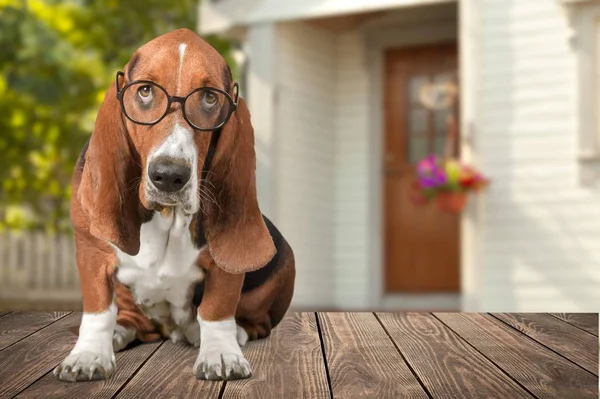 Söt Baset Hund Bär Glasögon — Stockfoto