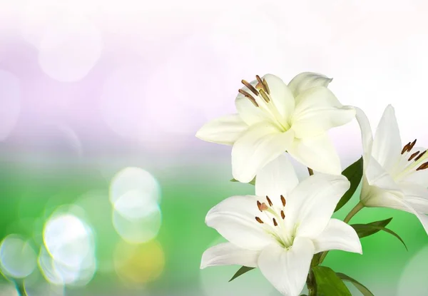 White Lily Flowers Blurred Background — Stock Photo, Image