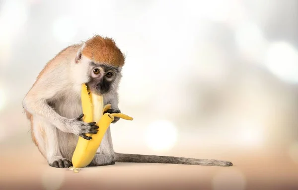 Cute Monkey Banana Niebieskim Tle — Zdjęcie stockowe