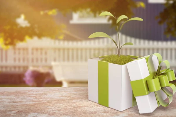 fresh green plant in gift box