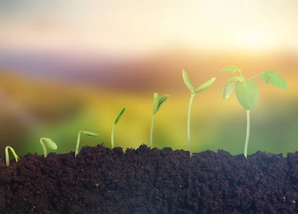 Wachstum Von Neuem Leben Grüne Pflanzen Boden — Stockfoto