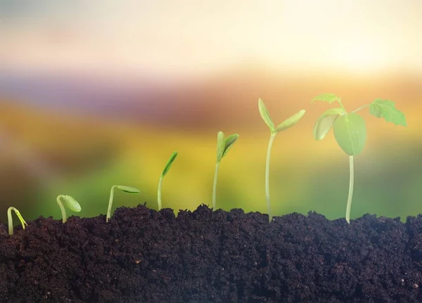 Crescimento Nova Vida Plantas Verdes Solo — Fotografia de Stock