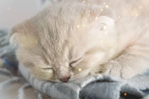 Close Cute Grey Cat Sleeping — Stock Photo, Image