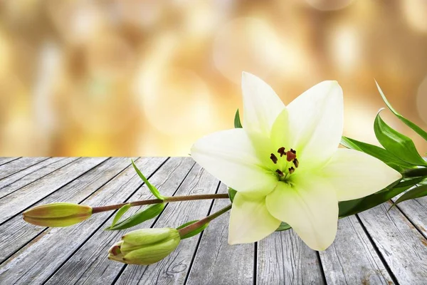 Vit Blommor Trä Bakgrund — Stockfoto