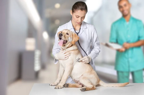 Femme médecin avec patient chien — Photo
