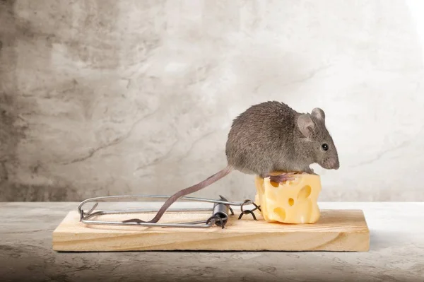 Trap Cheese Mouse Table — Stock Photo, Image