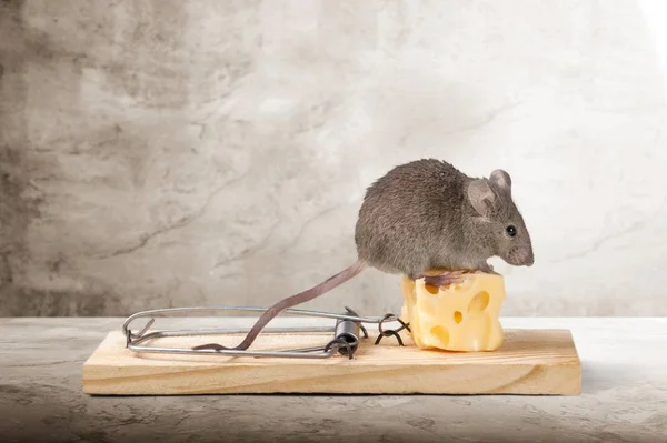 Armadilha Com Queijo Rato Mesa — Fotografia de Stock