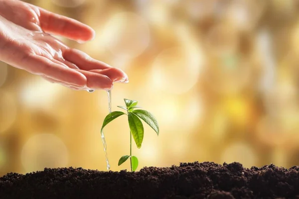 fresh green plant in soil close-up view