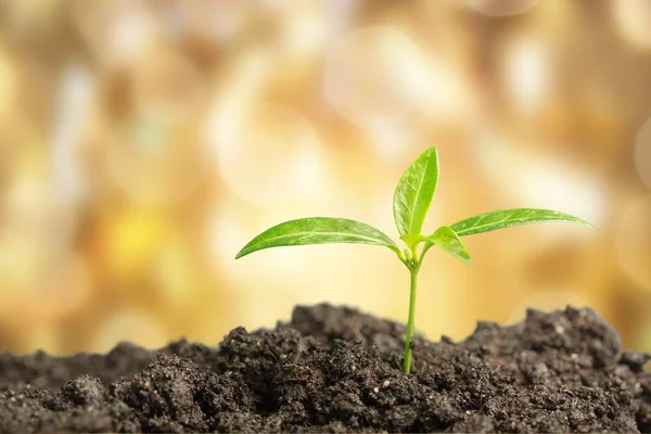 Small Green Plant Growing Soil Pile — Stock Photo, Image