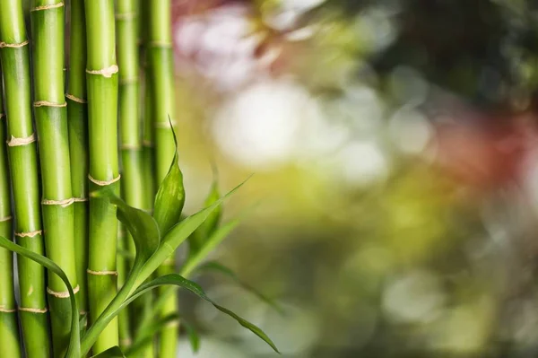 Banyak Batang Bambu Pada Latar Belakang Yang Kabur — Stok Foto