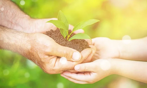 Manos Humanas Sosteniendo Planta Fresca Con Tierra —  Fotos de Stock