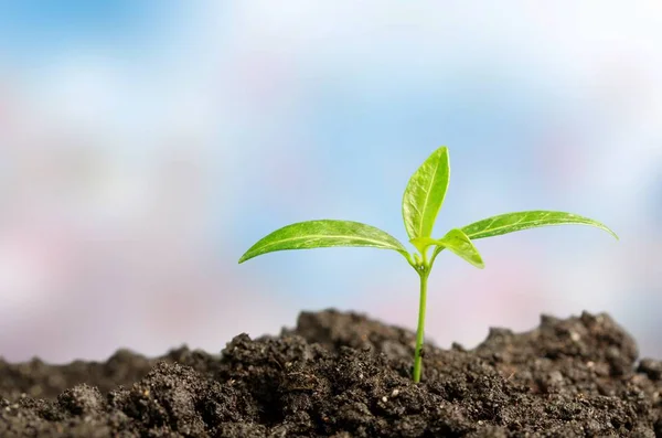 Close Van Een Groene Plant Bodem — Stockfoto