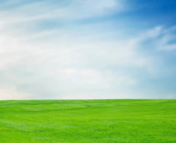 Yeşil Çim Arka Planı Mavi Gökyüzü — Stok fotoğraf