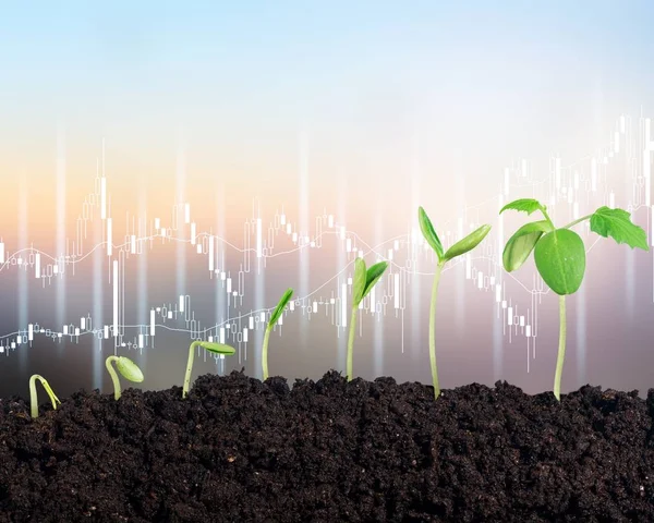 Crescimento Nova Vida Planta Verde Solo — Fotografia de Stock