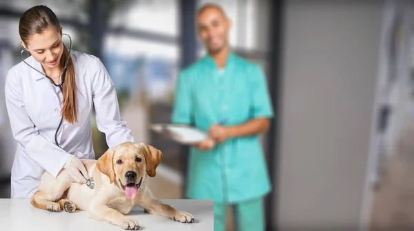 Mulher Com Cão Hospital Veterinário — Fotografia de Stock