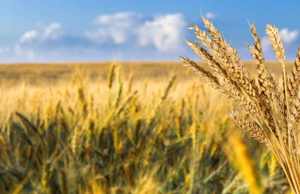 Крупный План Пшеничных Колосьев — стоковое фото